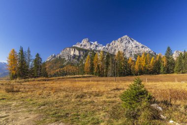 Rengarenk karaçam ağaçları ve karla kaplı Tre Cime di Lavaredo tepeleri, sonbaharda Auronzo di Cadore, Dolomites, İtalya