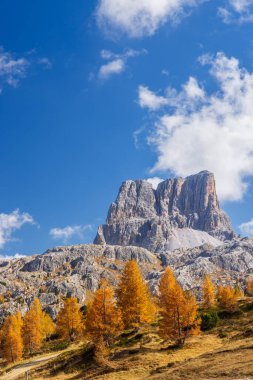 Cortina d 'Ampezzo, Dolomites, İtalya' daki Cinque Torri tepelerini ve altın tarla ağaçlarını gösteren sonbahar manzarası