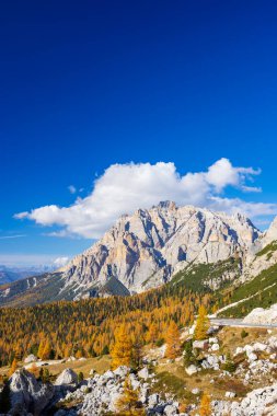 Dolomitler 'de sonbahar manzarası. Tofane dağ grubu ve canlı karaçam ağaçları arasında dolambaçlı bir yol.