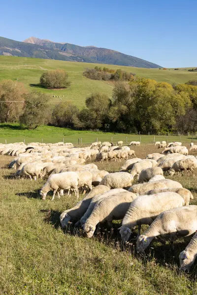 Güneşli bir sonbahar gününde dağların yakınında yeşil bir çayırda otlayan koyun sürüsü.