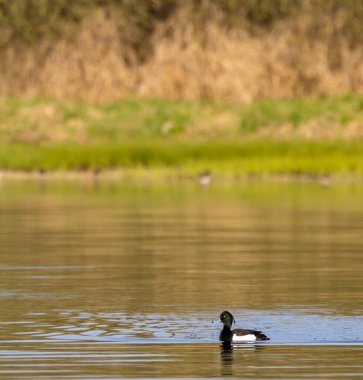 Çekoslovakya, Güney Bohemya 'daki sakin gölde huzur içinde yüzen ördek.