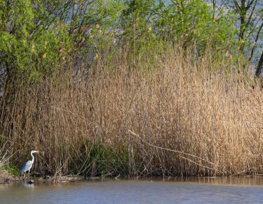 Gri balıkçıl, kurak sazlıkların ve yeşil çalıların önündeki bir nehrin kıyısında duruyor.