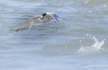 Saintes Maries de la Mer, Provence Alpes Cote d 'Azur, Fransa' da açık deniz balıkçılığı