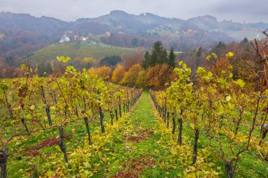 Avusturya 'nın Styria kentindeki şarap bölgesinde sonbaharda renk değiştiren üzüm bağlarının manzarası