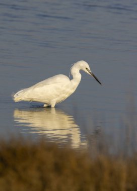 Camargue, Provence Alpes Cote d 'Azur, Fransa' daki Saintes Maries de la Mer gölünde balıkçılık