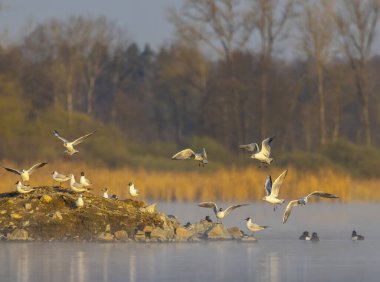 Çekoslovakya 'nın Güney Bohem Bölgesi' ndeki Razice gölündeki küçük bir adada, sisli bir gündoğumu sırasında siyah başlı martılar uçar ve durur.