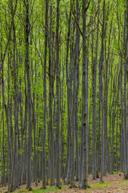 Yoğun bir ormandaki taze yeşil yaprakların arasından süzülen güneş ışığı Podyji Ulusal Parkı, Hnanice, Çek Cumhuriyeti 'nde canlı ve sakin bir atmosfer yaratıyor.