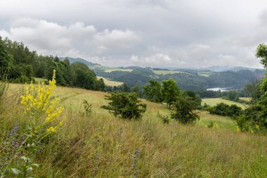 Çekoslovakya, Zlutice 'deki gür tepelerin ve kır çiçeklerinin manzarası