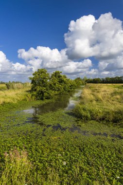 Fransa 'nın Vendee kentindeki sakin bir kanalda yemyeşil bitki örtüsü mavi gökyüzünün altında kümülüs bulutlarla kaplı sakin bir yaz manzarası yaratıyor.