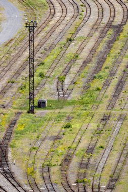 Terk edilmiş demiryolu rayları boyunca kır çiçekleri büyüyor.