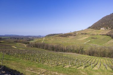 Chateau Chalon 'da masmavi gökyüzünün altında yuvarlanan tepeler ve üzüm bağları