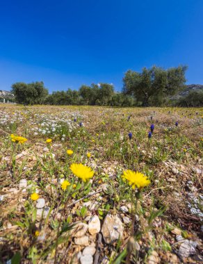 Fransa 'nın Provence Alpes Cote d' Azur kentindeki Les Baux de Provence yakınlarında mavi gökyüzünün altındaki bir tarlada açan sarı kır çiçekleri.
