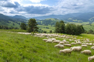 Velky Lipnik, Slovakya 'daki yemyeşil tepelerde otlayan koyun sürüsü