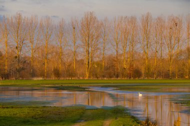Sel basmış alanda yüzen beyaz kuğular ve arka planda çıplak ağaçlar, Sougeal, Brittany, Fransa