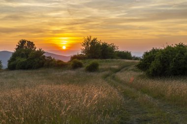 Budina yakınlarındaki Slovakya kırsalında altın bir günbatımında çayırdan geçen çimenli bir yolun manzarası