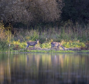 Macaristan 'daki sakin sulara yansıyan iki kızıl geyik gün batımında bir gölün kıyısında huzur içinde otluyor.