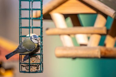 Eurasian blue tit perching on a bird feeder and eating seeds in Podmoli, Czechia
