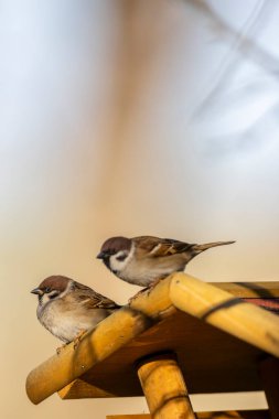 İki Avrasya ağaç serçesi Podmoli, Jihomoravsky kraj, Çek Cumhuriyeti 'ndeki ahşap bir kuş yemliğine tünemiş.