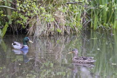 Hollanda, Grootschermer 'de bir gölette yüzen Mallard ördekleri