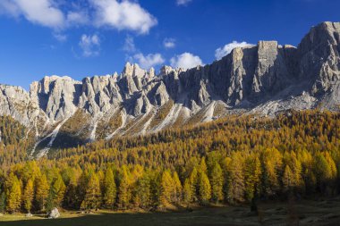 Livinallongo del Col di Lana, Veneto, İtalya 'daki Dolomites dağlarının eteklerinde altın bir tarla tarlası manzarası