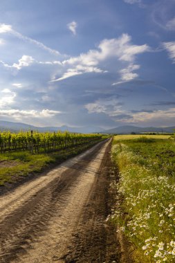 Macaristan 'ın arka planında papatya çiçekleri ve dağların bulunduğu, üzüm bağından geçen toprak yolun manzarası.