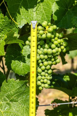 Şarap üreticisi, üzüm büyümesini ve gelişimini yaz boyunca ölçüm bandıyla ölçüyor.