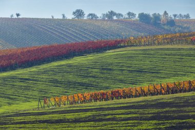 Çekoslovakya, Pritluky 'de canlı sonbahar renklerini sergileyen Yuvarlanan tepeler ve üzüm bağları