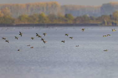 Macaristan 'ın Nagyhegyes gölünde uçan ve yüzen Avrasyalı dullar, güzel bir sonbahar gününde
