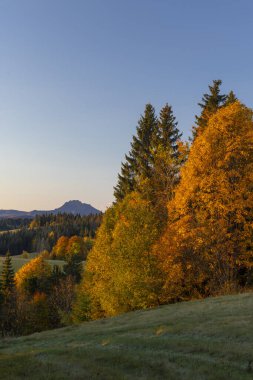 Bir dağ zeminli canlı bir sonbahar yeşilliği