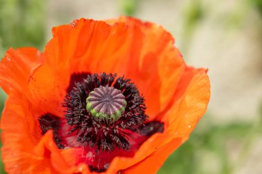 Parlak turuncu bir gelincik çiçeğinin kapağını kapatın.
