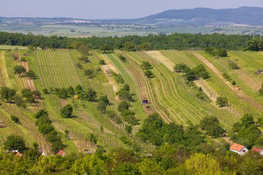 Bereketli üzüm bağları, berrak bir gökyüzünün altındaki yuvarlanan tepeler boyunca uzanır.