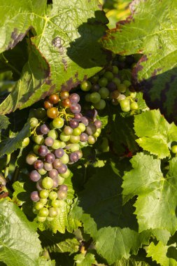 Güneşin altında yemyeşil yaprakların arasında olgunlaşan üzüm kümeleri.
