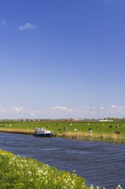 Kuzey Hollanda, Hollanda 'da bir kanala demirlemiş bir tekneyle yeşil bir çayırda otlayan inekleri gösteren tipik Hollanda manzarası.