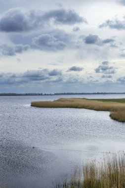 Sazlığın bulutlu gökyüzünün altındaki suyu yansıttığı sakin göl manzarası, sakin bir atmosfer yaratıyor.