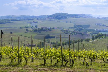 Novello 'nun kayan tepelerini kaplayan üzüm bağlarının manzaralı manzarası Piedmont' un Langhe şarap bölgesinin kalbinde güneşli bir gökyüzünün altında.