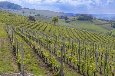 Kuzey İtalya 'nın Langhe bölgesindeki Novello' nun sarmal tepelerini kaplayan üzüm bağının manzarası.