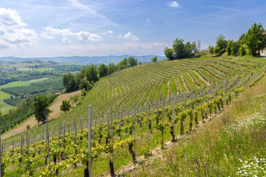 Güneşli bir bahar gününde İtalya 'nın Piedmont, Dogliani kentindeki Langhe tepelerini kaplayan üzüm bağlarının manzarası