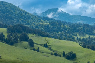 Slovakya 'nın yeşil tepelerinde huzur içinde otlayan koyun sürüsü, yemyeşil ormanlar ve bulutlu gökyüzü huzurlu bir manzara yaratıyor.