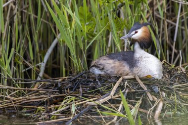 Büyük ibikli yaban ördeği yuvasında sazlıklar ve dallarla inşa edilmiş yumurtalar, bir göletin bitki örtüsü arasında.