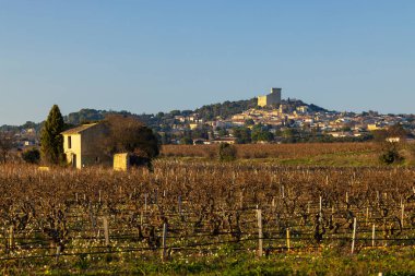Chateauneuf-du-Pape yakınlarında taşları olan tipik üzüm bağları, Cotes du Rhone, Fransa