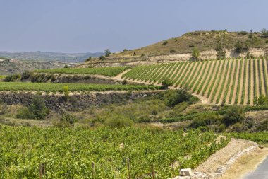 Laguardia yakınlarındaki tipik üzüm bağları, Rioja şarap bölgesi, Rioja Alavesa, Bask Ülkesi, İspanya