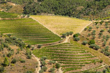 Tua, Alto Douro, Portekiz yakınlarındaki tipik üzüm bağları