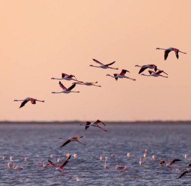 Gün batımında bir sulak arazide uçan flamingo sürüsü güzel ve sakin bir doğal manzara yaratıyor.