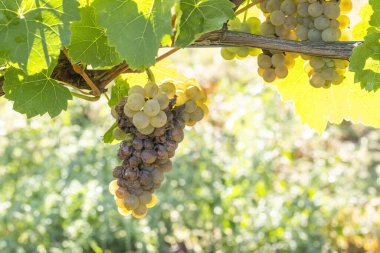 Çürümüş ve küflenmiş beyaz üzümler