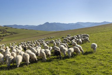 Batı Tatras 'taki (Rohace) koyun sürüsünün arka planında Alçak Tatras (Nizske tatry), Slovakya