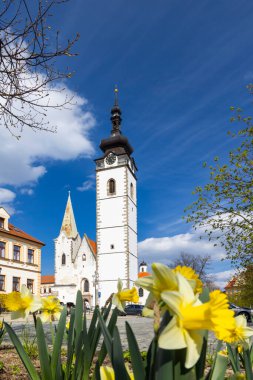 Çekoslovakya 'nın Pisek şehrinde sarı nergislerin üzerinde yükselen siyah saati olan beyaz kilise kulesi.