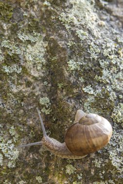 Çekoslovakya, Touzim 'deki bir kayanın üzerinde yavaşça sürünen kahverengi salyangoz.