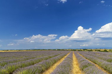 Lavanta tarlası tamamen çiçek açmış, Fransa 'nın Provence kentindeki tüylü beyaz bulutlarla kaplı canlı mavi gökyüzü altında pitoresk bir manzara yaratıyor.