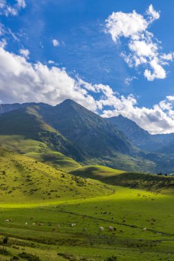 İnekler, Fransız Pireneleri dağlarındaki yeşil bir vadide huzur içinde otluyor. Yaz güneşinin ve taze otların tadını çıkarıyorlar.