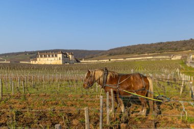 Fransa 'nın Burgundy bölgesindeki Chateau du Clos de Vougeot yakınlarındaki Cote d' Or 'da at sürücüsü.